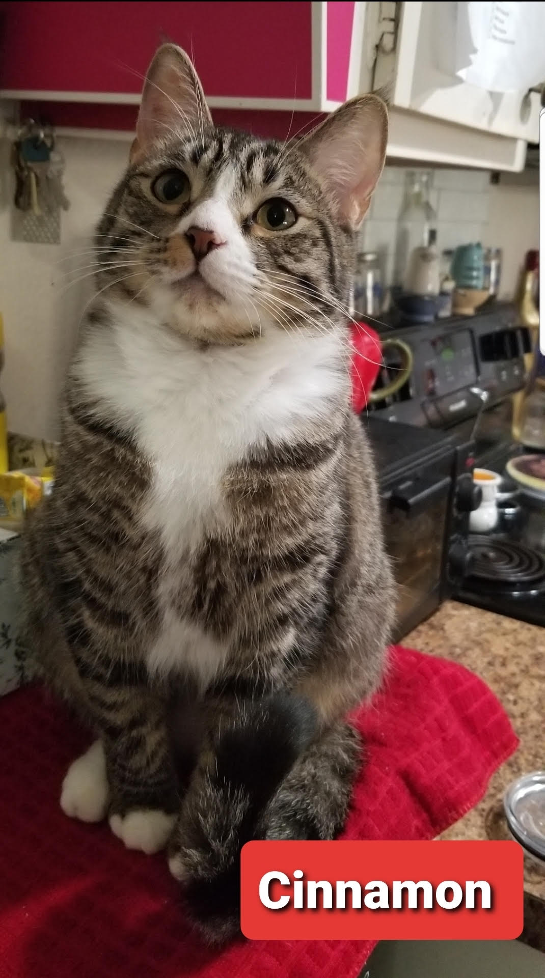 Cinnamon & Saffron (BONDED) - Must Be Adopted Together!