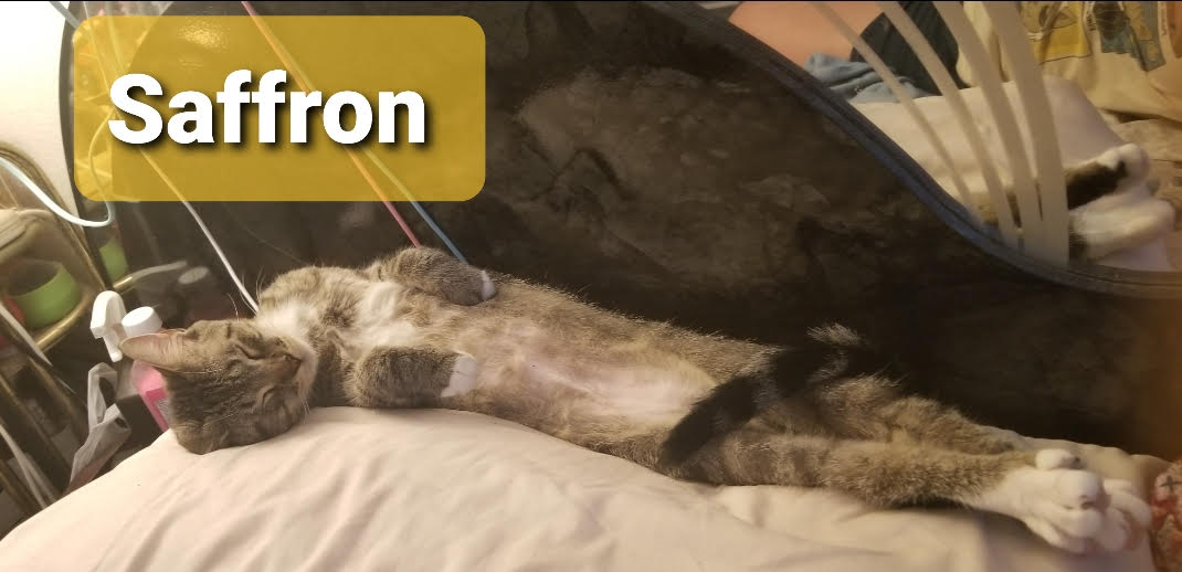 Cinnamon & Saffron (BONDED) - Must Be Adopted Together!