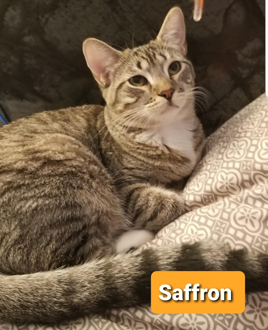 Cinnamon & Saffron (BONDED) - Must Be Adopted Together!