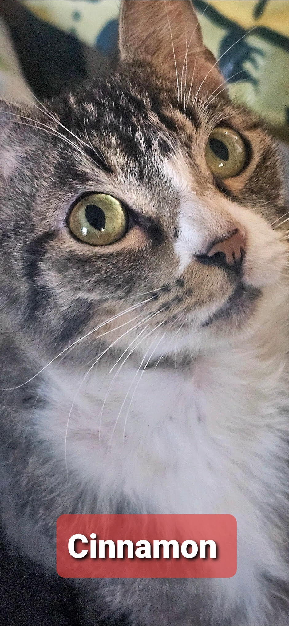 Cinnamon & Saffron (BONDED) - Must Be Adopted Together!, a Adoptable Domestic Short Hair in Anaheim, CA image 6/6