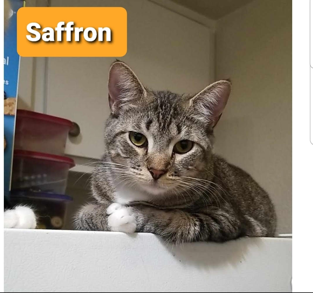 Cinnamon & Saffron (BONDED) - Must Be Adopted Together!