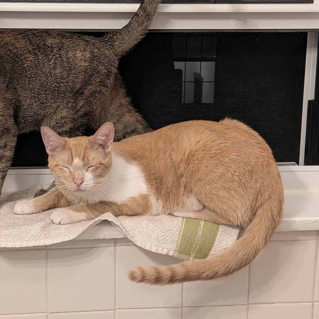 Turin, Adoptable, Young Male Domestic Short Hair.