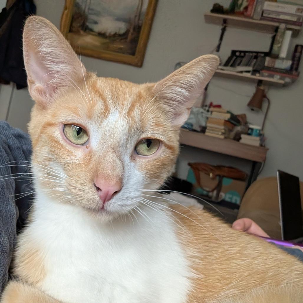 Turin, a Adoptable Domestic Short Hair in Evanston, IL image 2/6