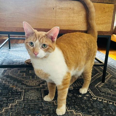 Turin, a Adoptable Domestic Short Hair in Evanston, IL image 3/6