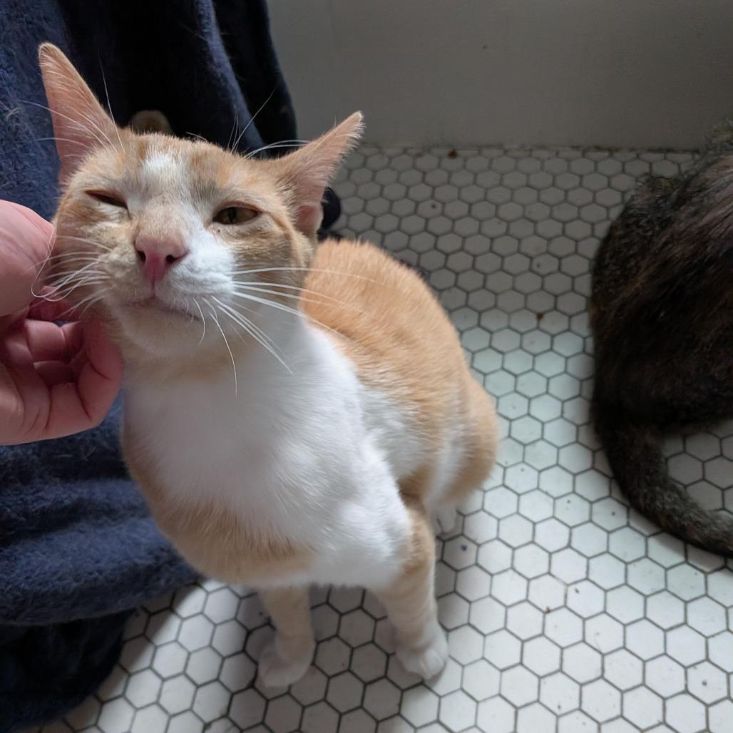 Turin, a Adoptable Domestic Short Hair in Evanston, IL image 4/6
