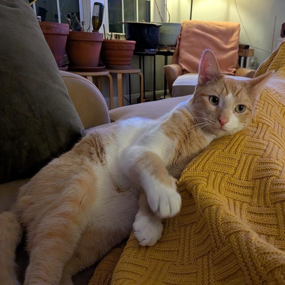 Turin, a Adoptable Domestic Short Hair in Evanston, IL image 5/6