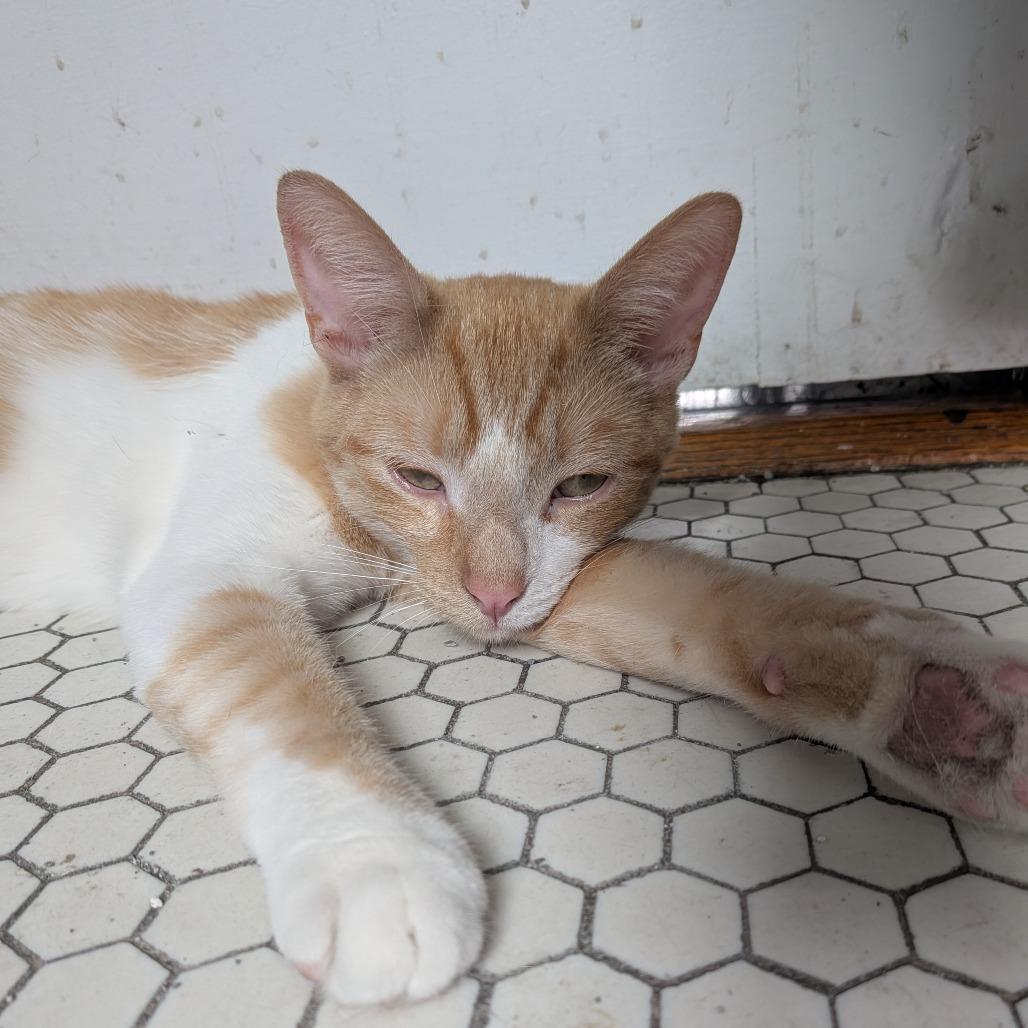 Turin, a Adoptable Domestic Short Hair in Evanston, IL image 6/6