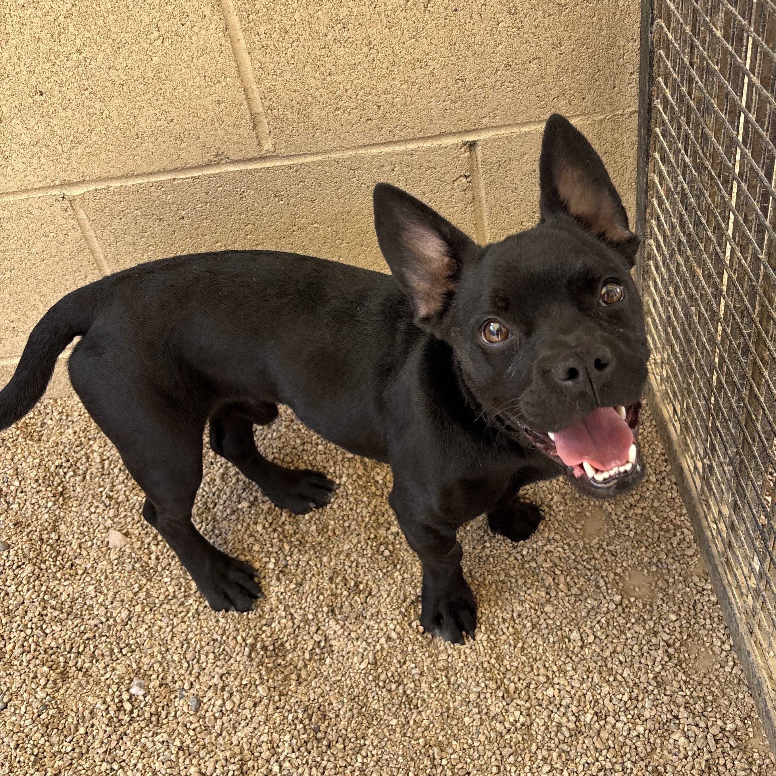 Rosco, adopted, Young Male French Bulldog.