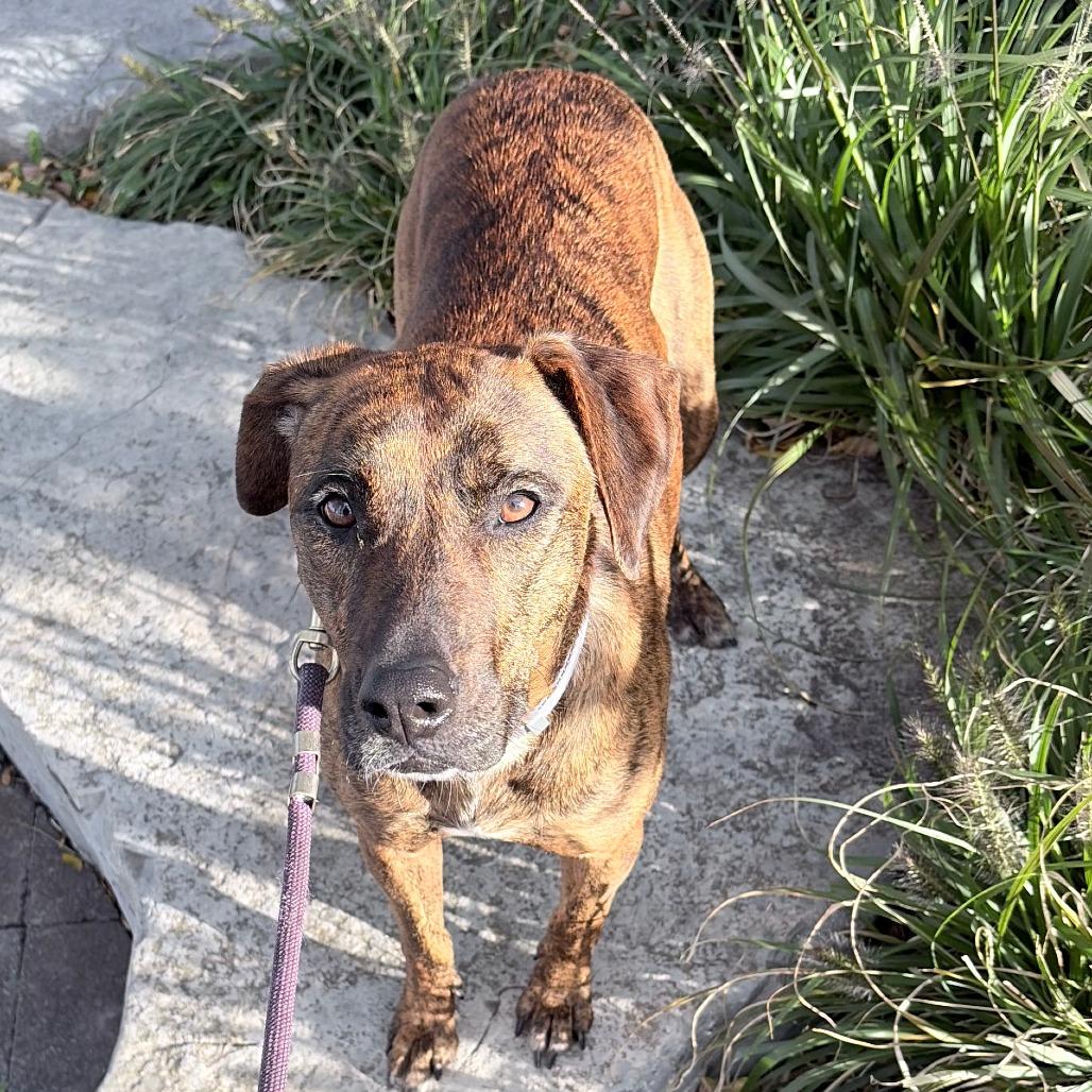 Amber Gem, Adoptable, Adult Female Mixed Breed.