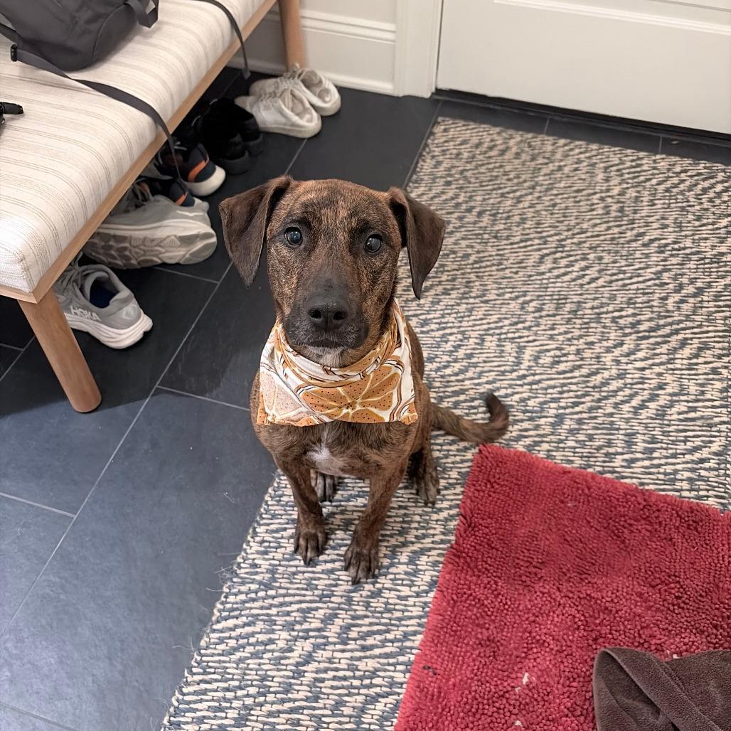 Enlarge Amber Gem, a Adoptable Mixed Breed in New York, NY image 2/6