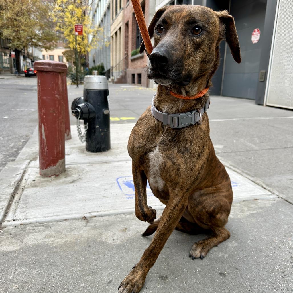 Enlarge Amber Gem, a Adoptable Mixed Breed in New York, NY image 3/6