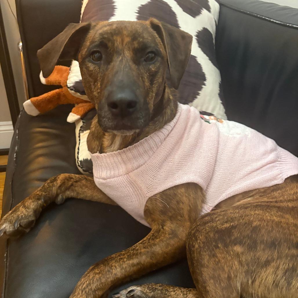 Enlarge Amber Gem, a Adoptable Mixed Breed in New York, NY image 4/6