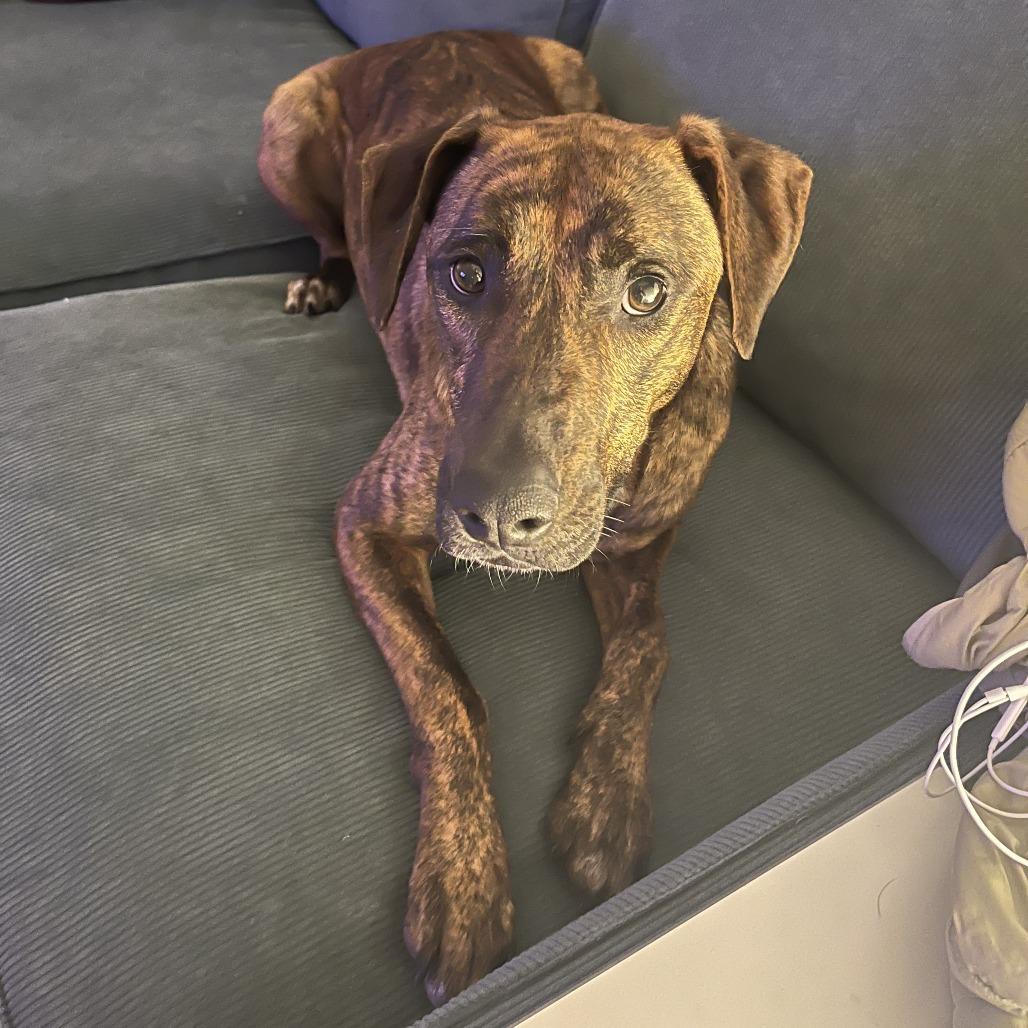 Enlarge Amber Gem, a Adoptable Mixed Breed in New York, NY image 5/6