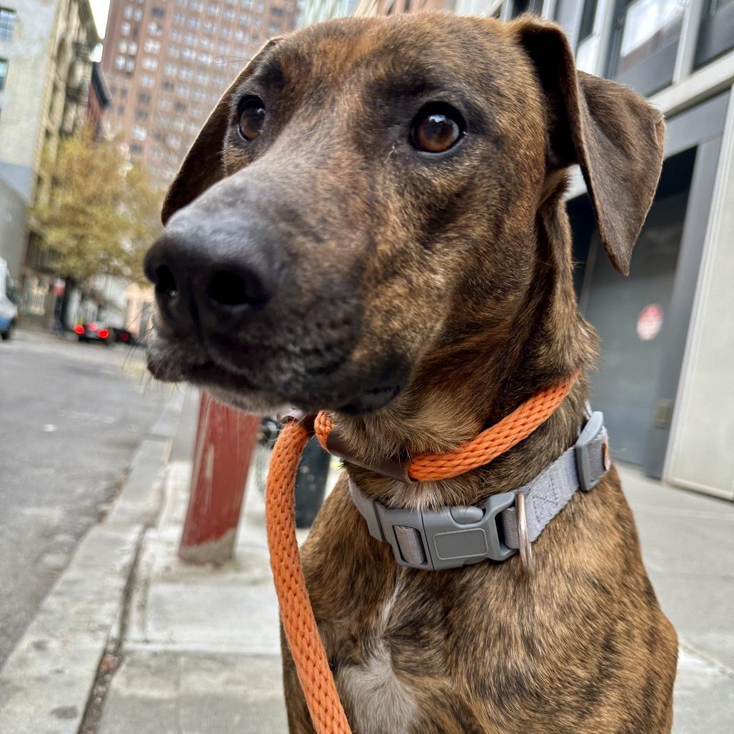 Enlarge Amber Gem, a Adoptable Mixed Breed in New York, NY image 6/6