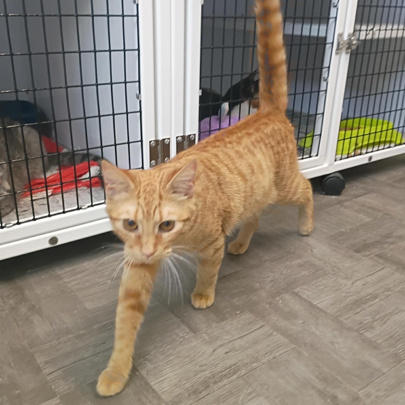 Enlarge Tiger, an adopted Tabby in Rogersville, TN image 5/5