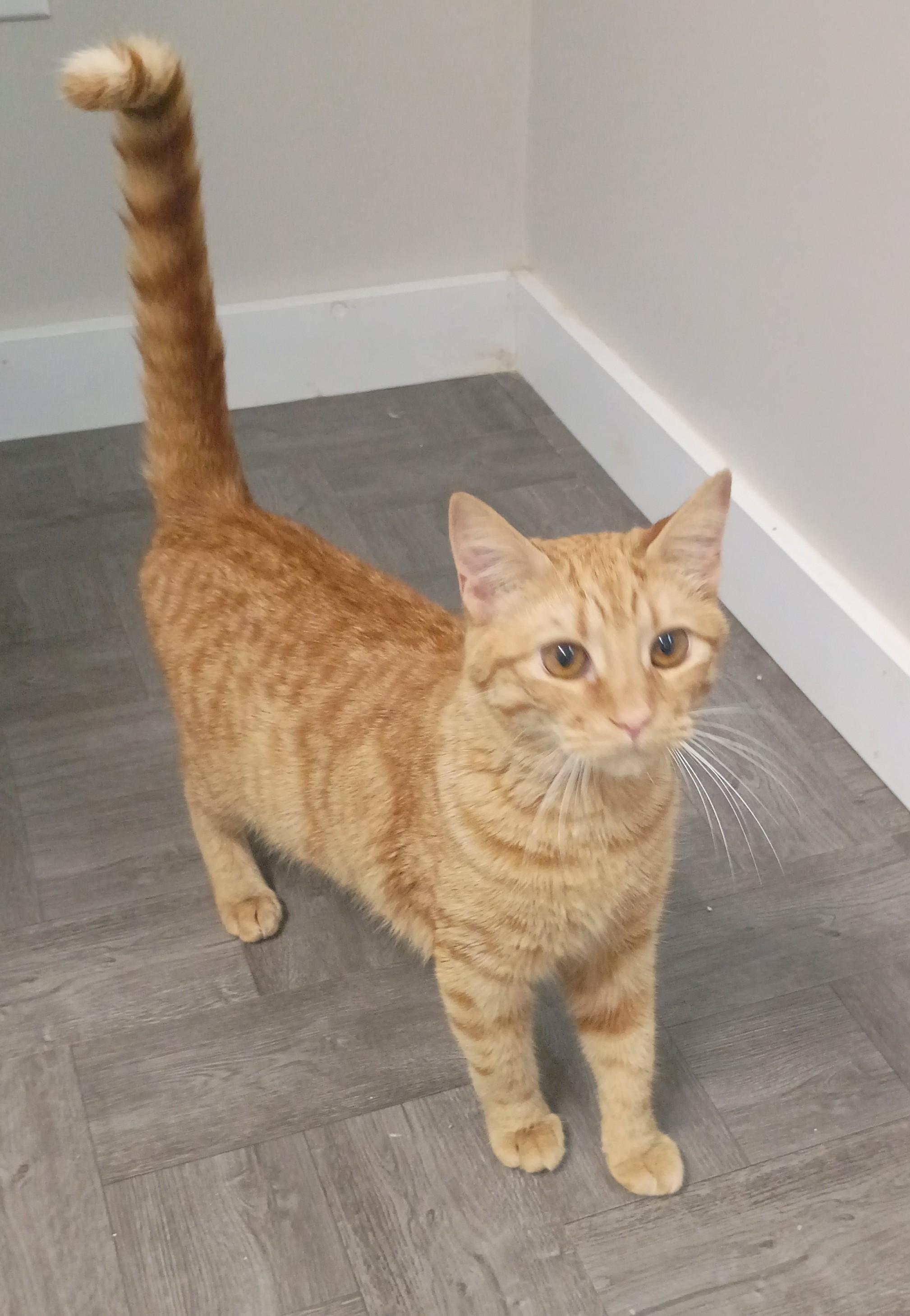 Enlarge Tiger, an adopted Tabby in Rogersville, TN image 4/5