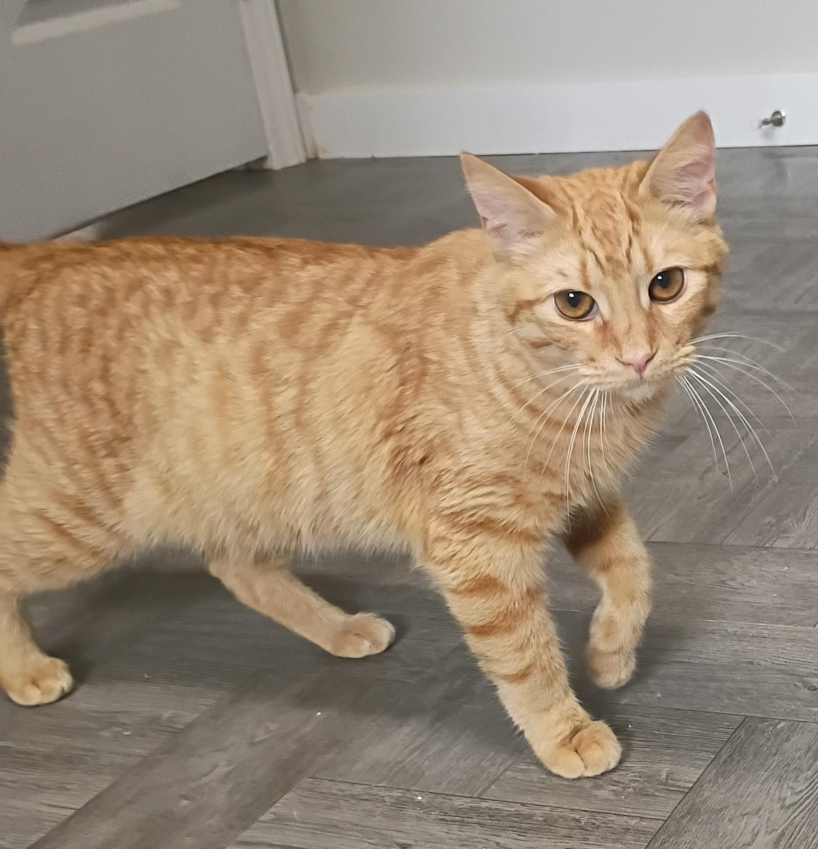 Tiger, adopted, Young Male Tabby.