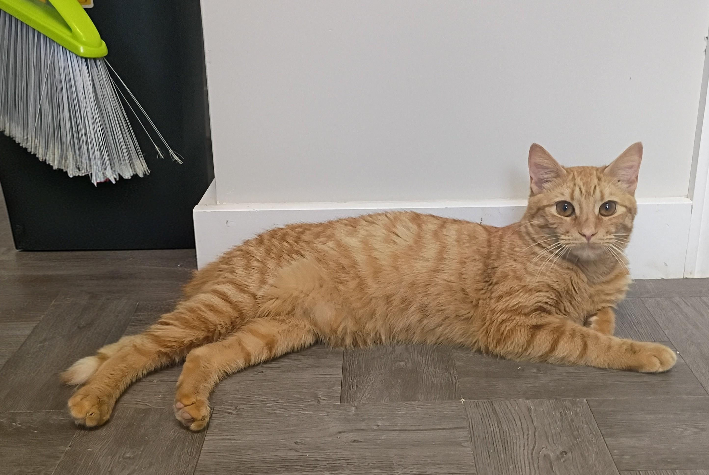 Enlarge Tiger, an adopted Tabby in Rogersville, TN image 2/5