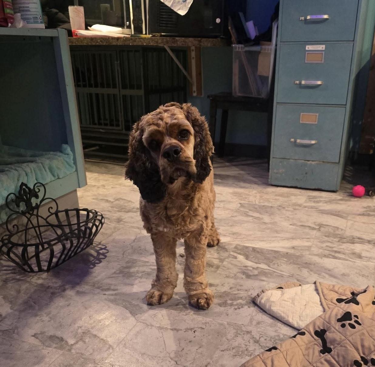 Enlarge Cash (Bonded Pair with Posey), a Adoptable Cocker Spaniel in Westwood, NJ image 2/3