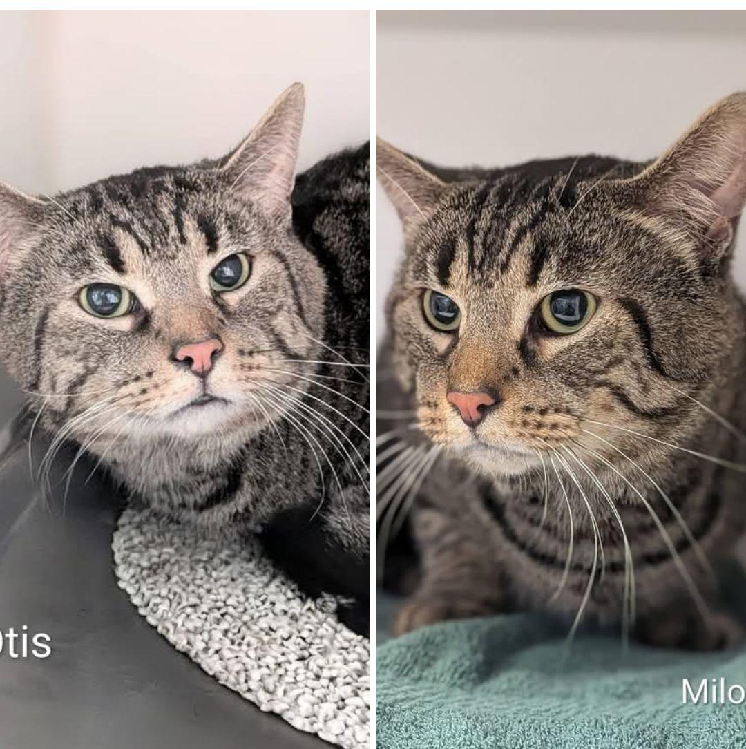 Enlarge Otis (male) and Milo (female) - bonded pair, an adopted Domestic Short Hair in Flint, MI image 1/1