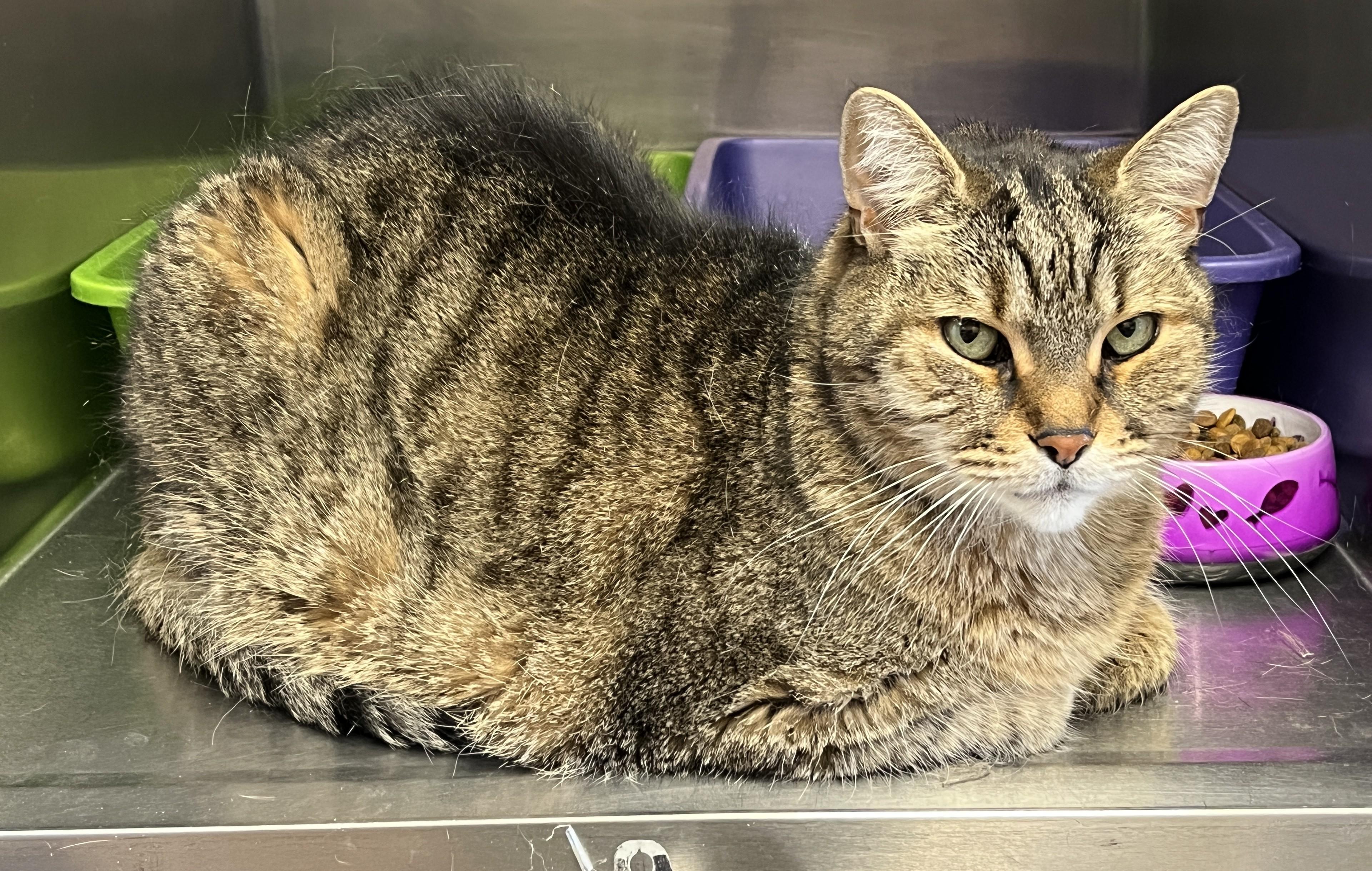 Enlarge PLATON (CR/SC), a Adoptable Domestic Short Hair in Sainte-Angele-de-Monnoir, QC image 3/6