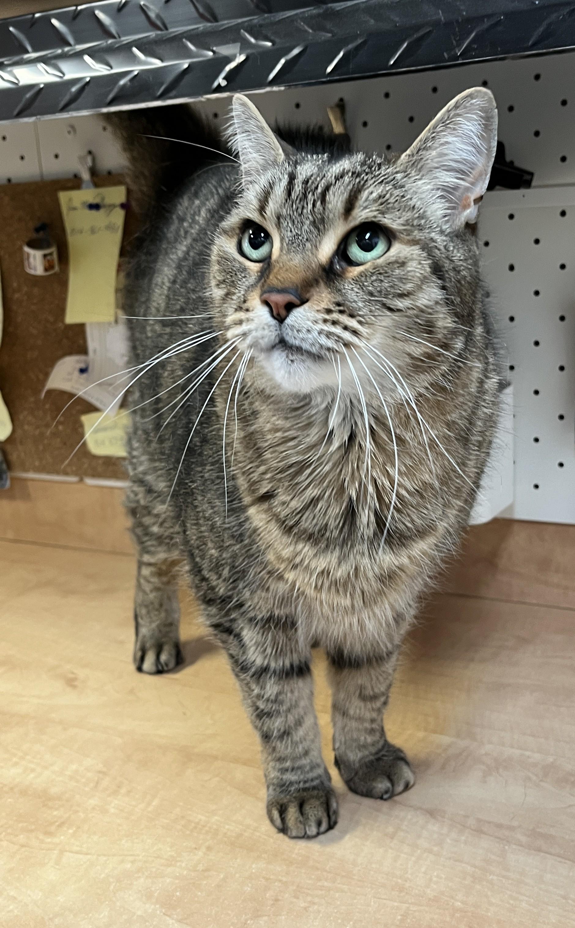 Enlarge PLATON (CR/SC), a Adoptable Domestic Short Hair in Sainte-Angele-de-Monnoir, QC image 4/6