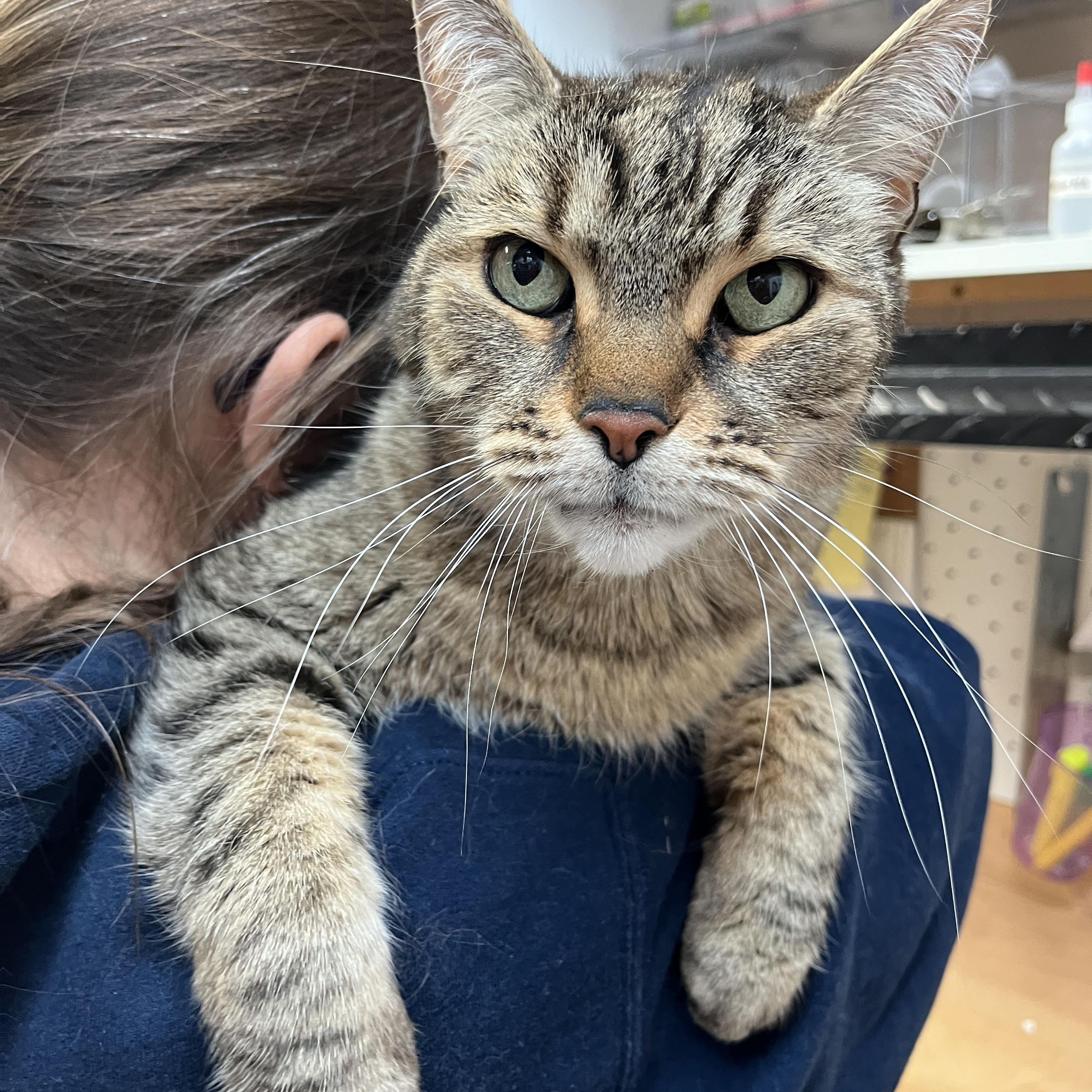 Enlarge PLATON (CR/SC), a Adoptable Domestic Short Hair in Sainte-Angele-de-Monnoir, QC image 1/6