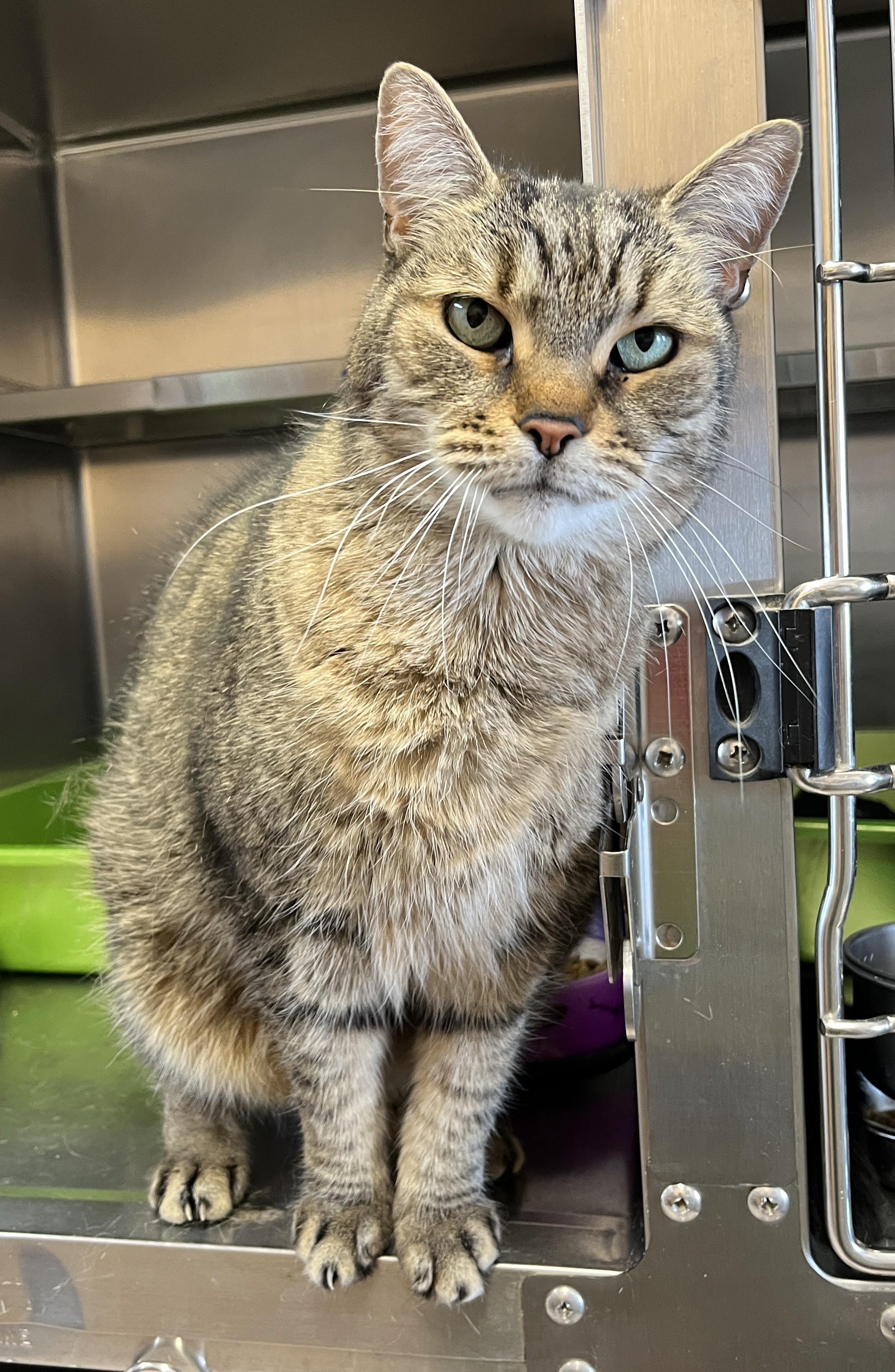 Enlarge PLATON (CR/SC), a Adoptable Domestic Short Hair in Sainte-Angele-de-Monnoir, QC image 2/6