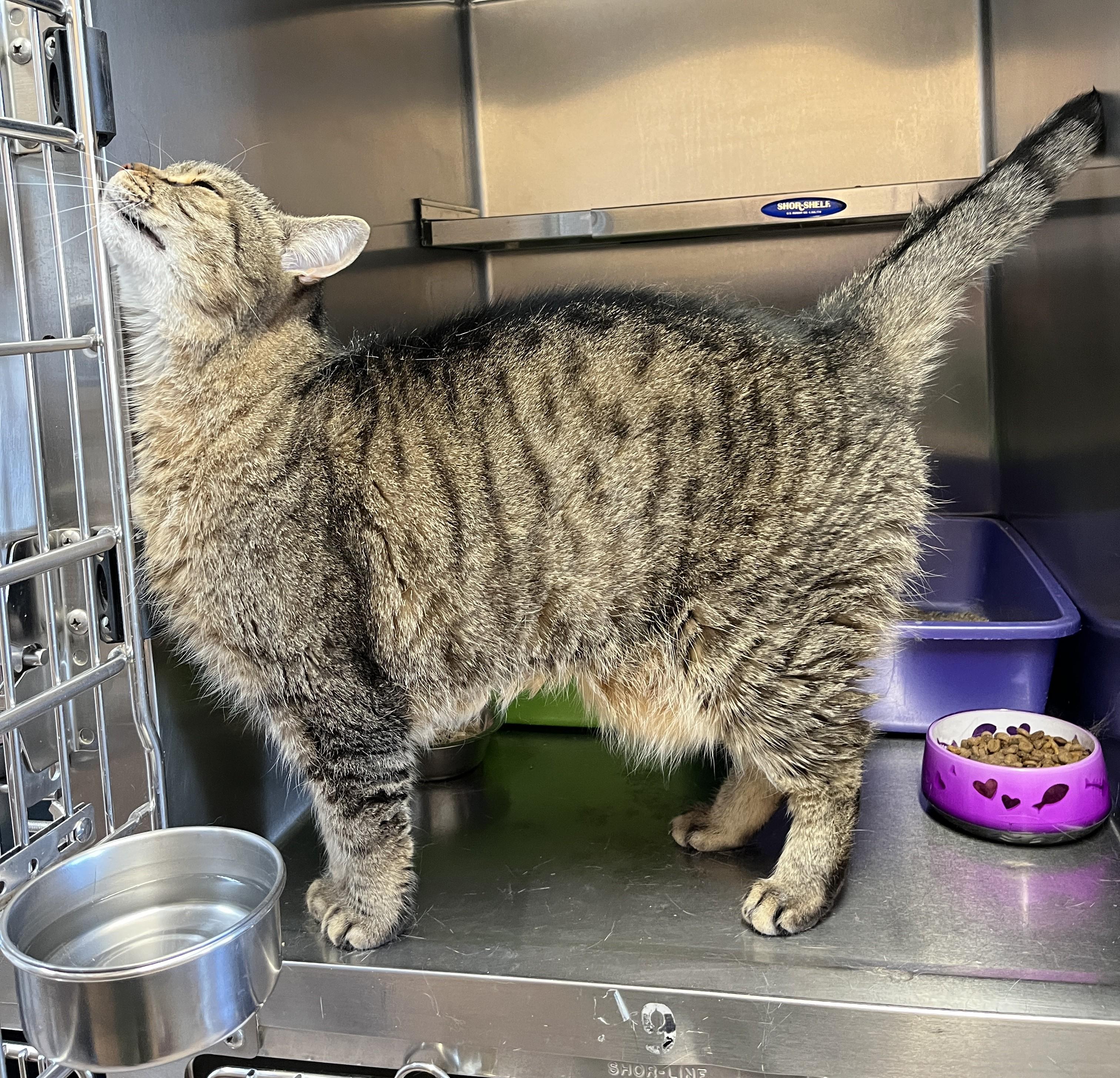 Enlarge PLATON (CR/SC), a Adoptable Domestic Short Hair in Sainte-Angele-de-Monnoir, QC image 5/6