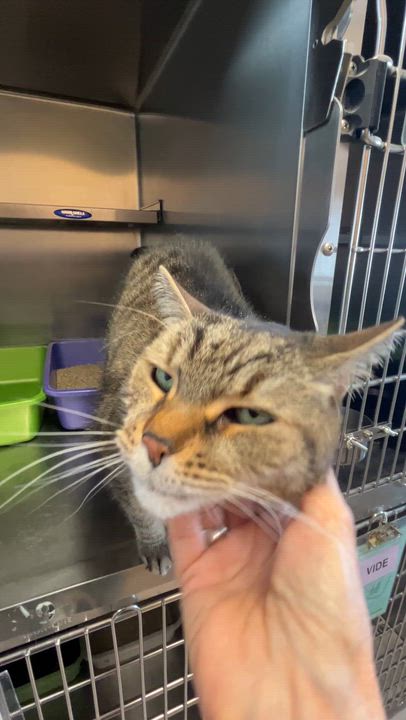 Enlarge PLATON (CR/SC), a Adoptable Domestic Short Hair in Sainte-Angele-de-Monnoir, QC video 6/6