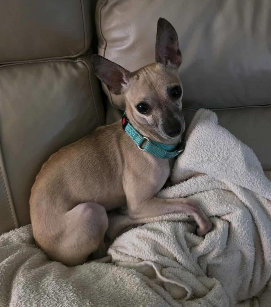 Rocket, Adoptable, Adult Male Chihuahua.