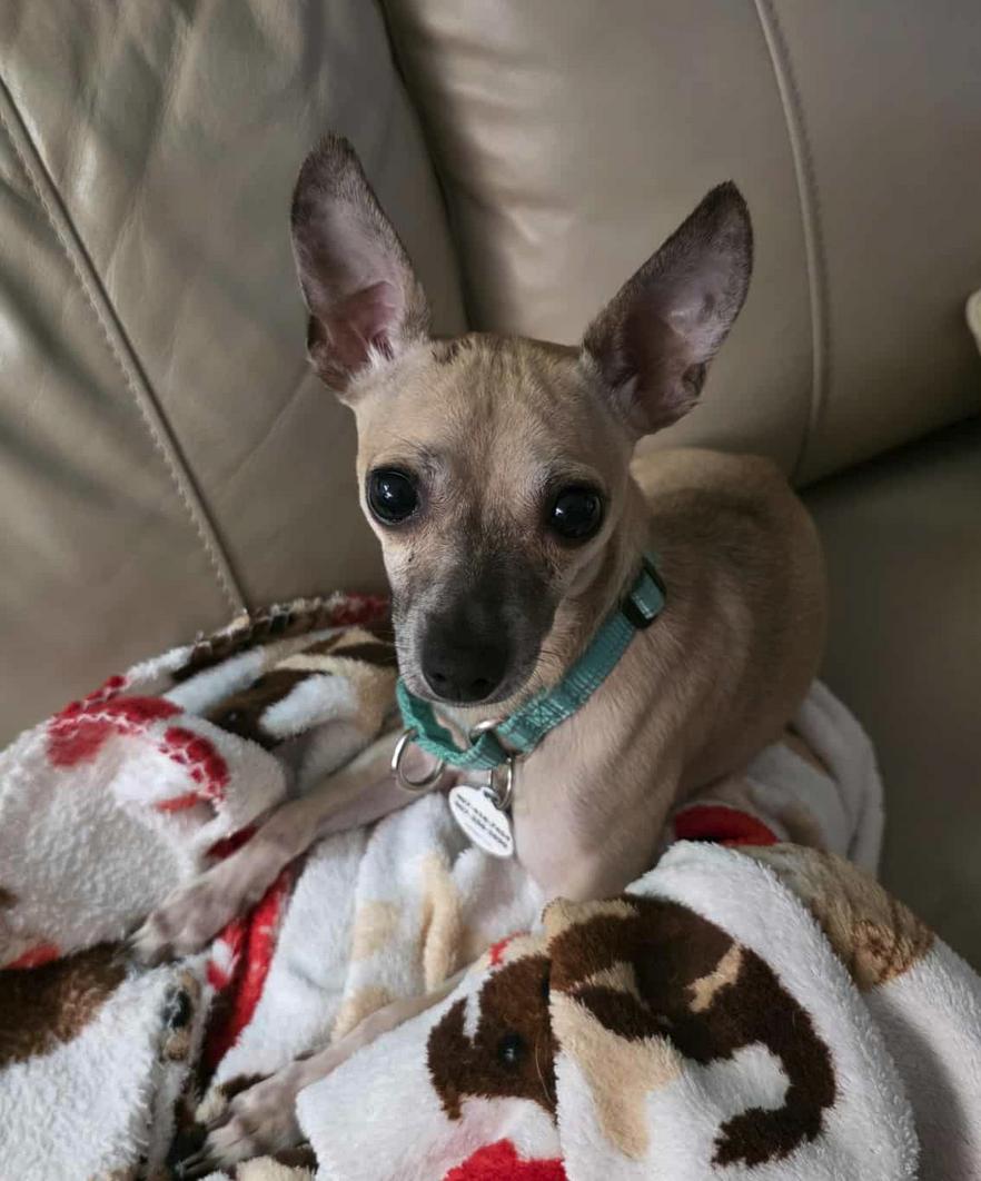 Enlarge Rocket, a Adoptable Chihuahua in Osteen, FL image 2/3