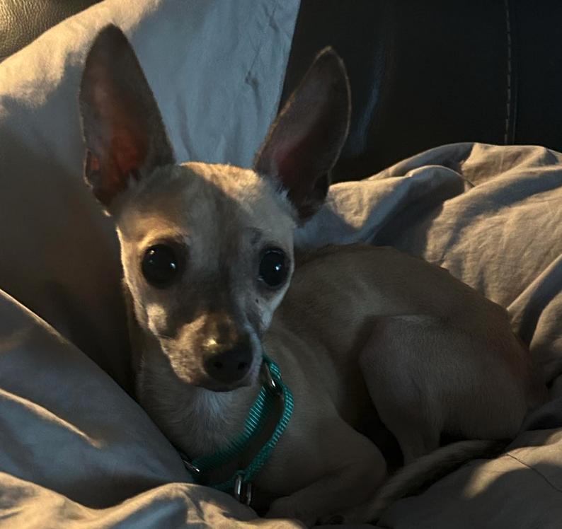 Enlarge Rocket, a Adoptable Chihuahua in Osteen, FL image 3/3