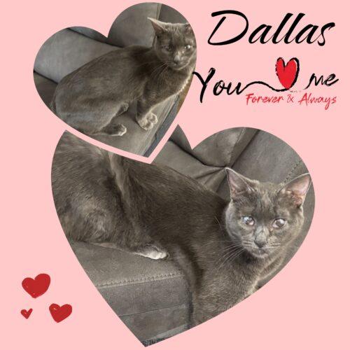 Dallas, Adoptable, Young Female Domestic Short Hair.