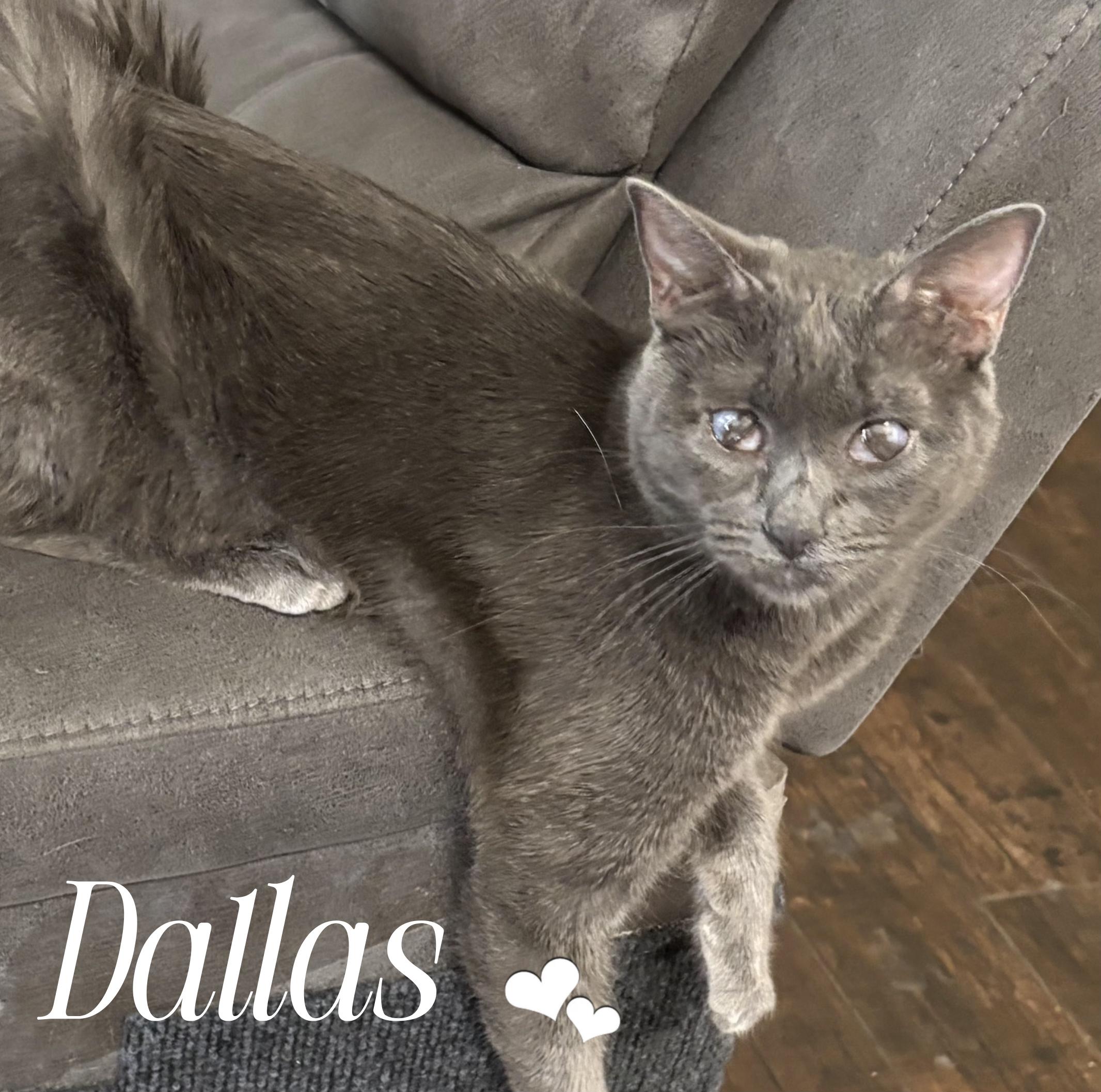 Enlarge Dallas, a Adoptable Domestic Short Hair in Gilbert, AZ image 2/2