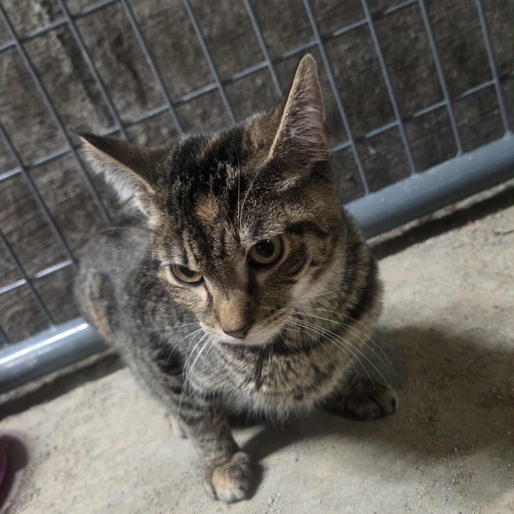 Enlarge Baby Girl, a Adoptable Domestic Short Hair in Union, MO image 1/1