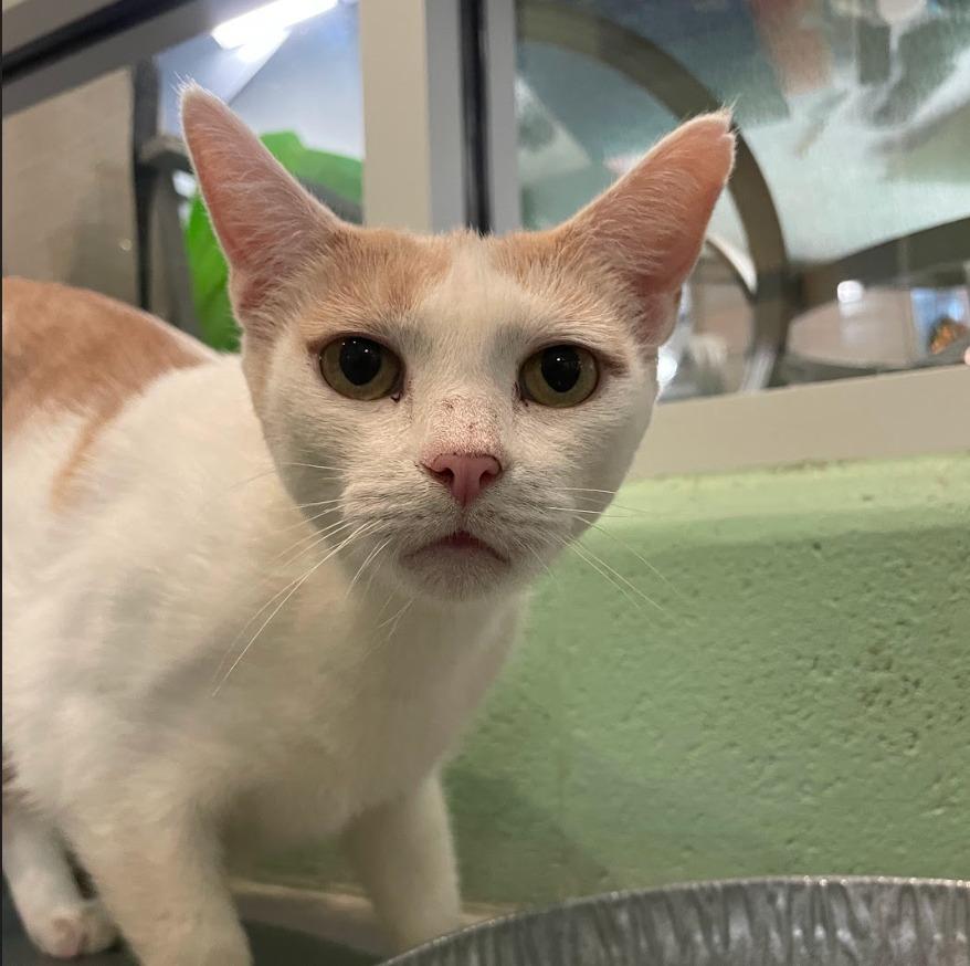 Lily — thumbnail 2