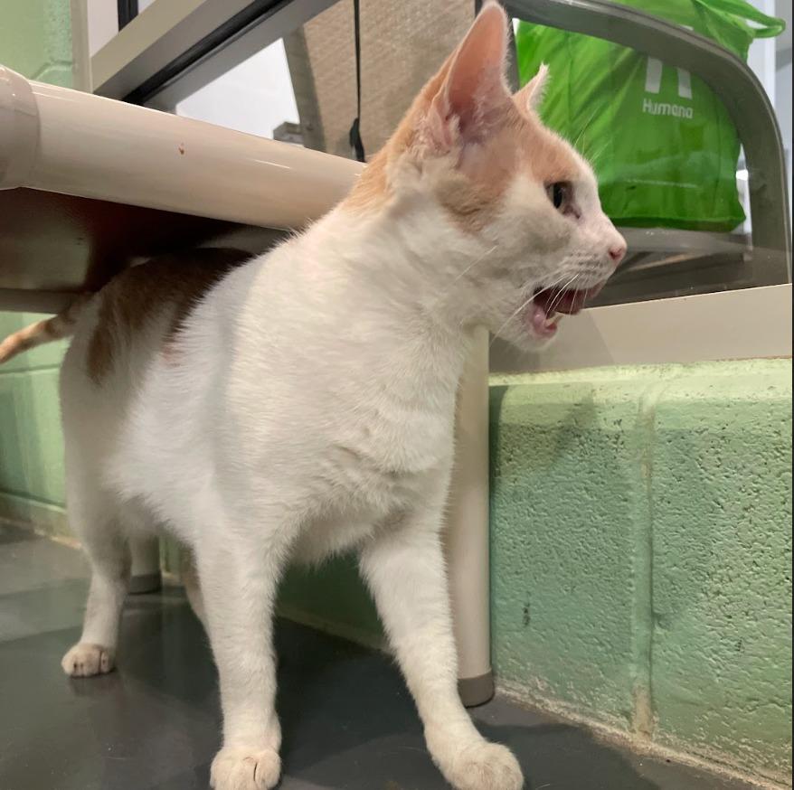 Lily — thumbnail 3