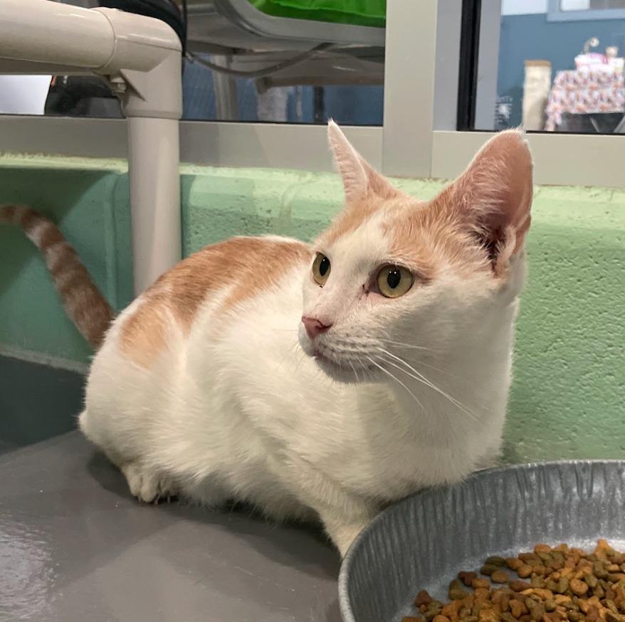 Lily — thumbnail 4