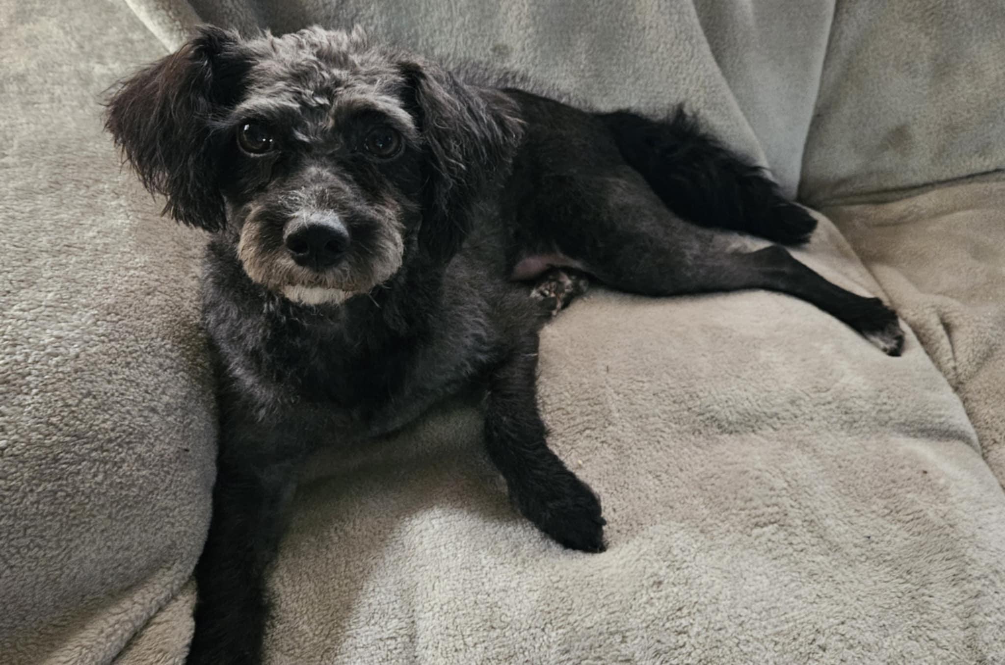 Valentine, Adopted, Adult Male Poodle.
