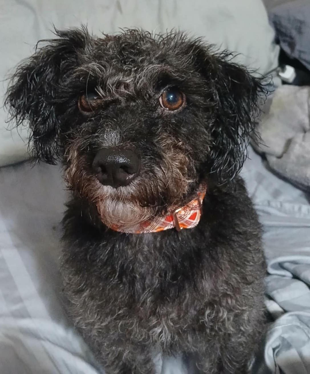 Enlarge Valentine, a Adopted mixed breed in Johnston, RI image 3/6