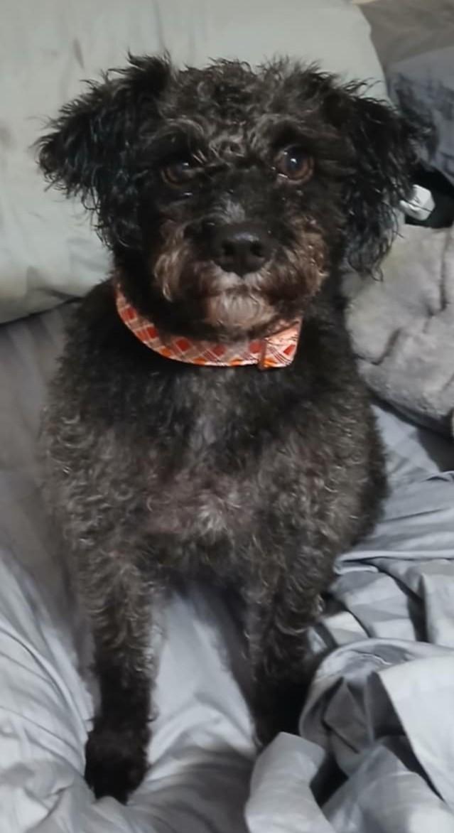 Valentine, Adopted, Adult Male Poodle.