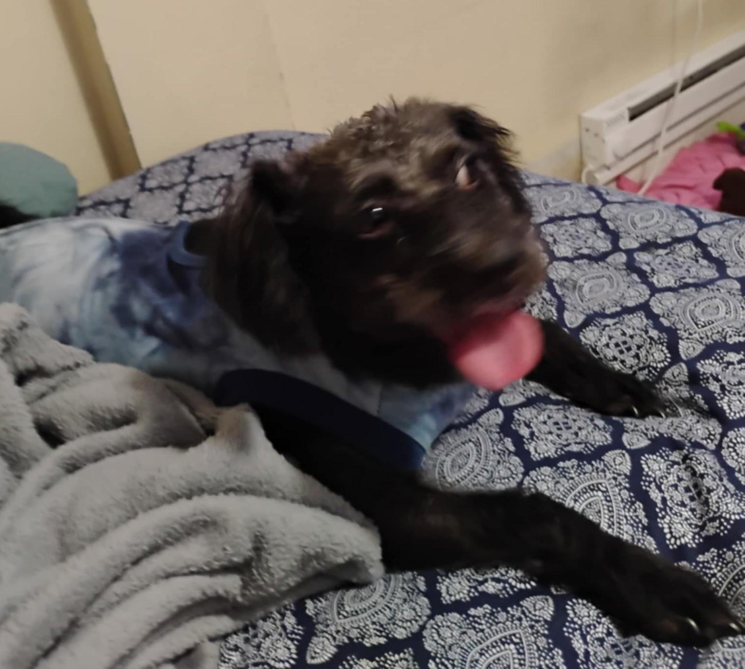 Enlarge Valentine, a Adopted mixed breed in Johnston, RI image 4/6