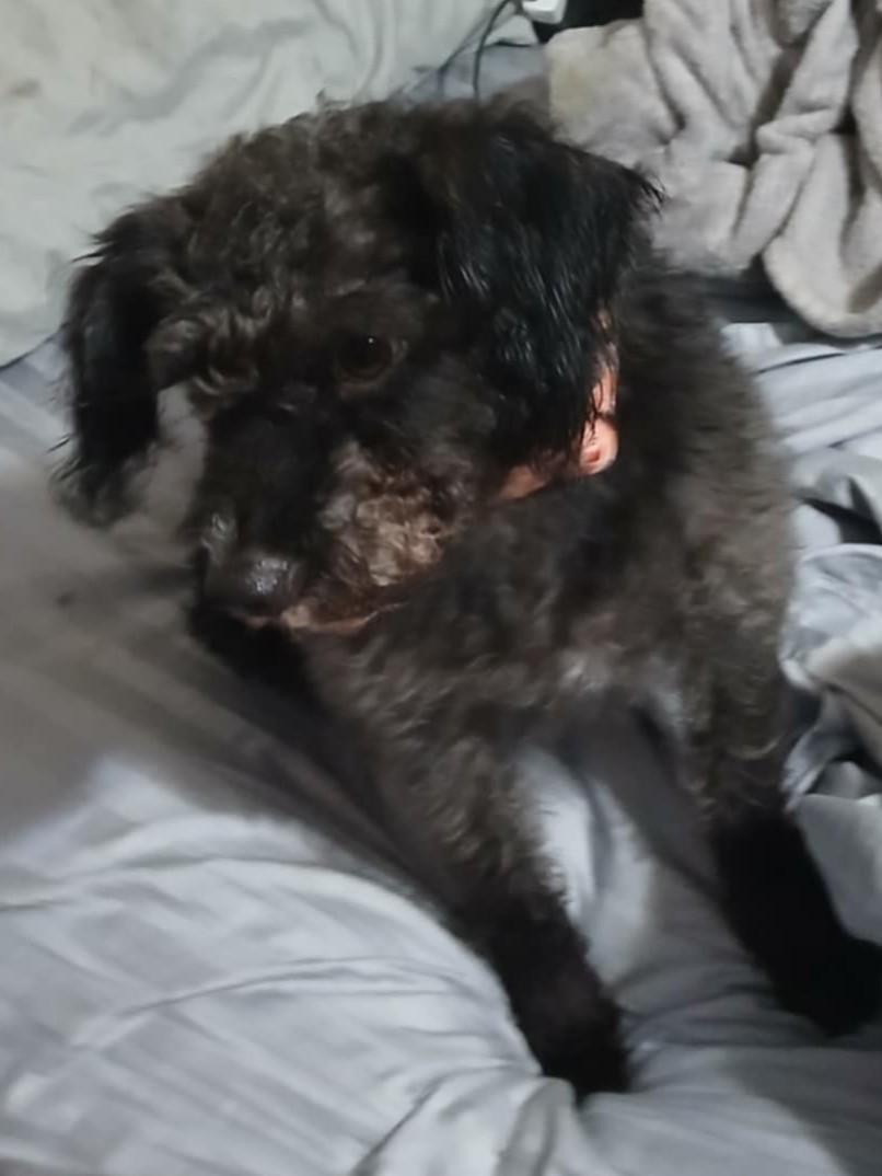 Enlarge Valentine, a Adopted mixed breed in Johnston, RI image 5/6