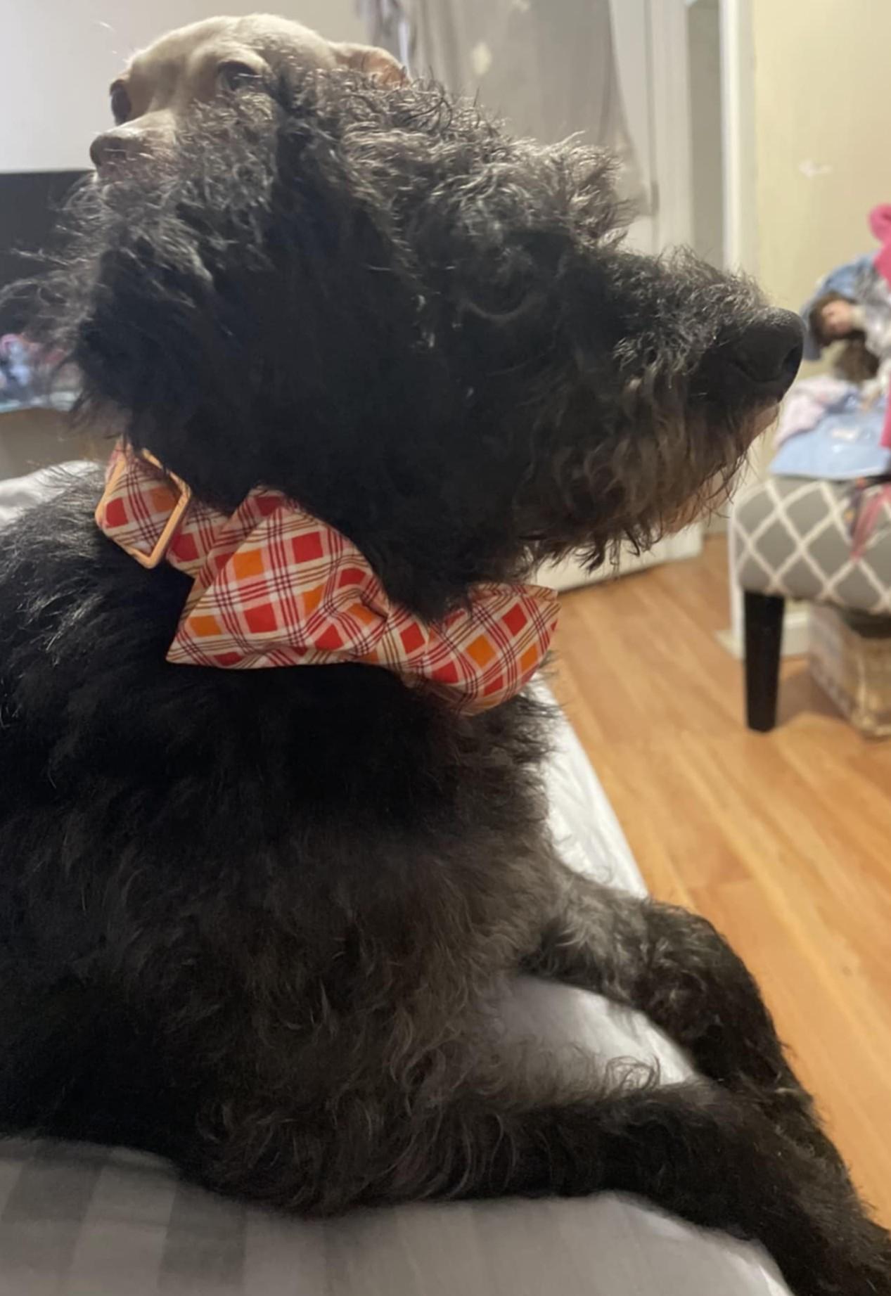 Enlarge Valentine, a Adopted mixed breed in Johnston, RI image 6/6