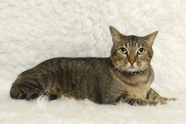Enlarge Ash, a Adoptable Domestic Short Hair in Kerrville, TX image 1/1