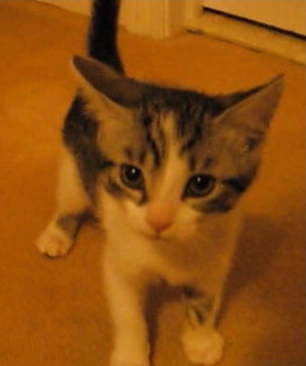 Lindy, Adopted, Kitten Female Domestic Short Hair.