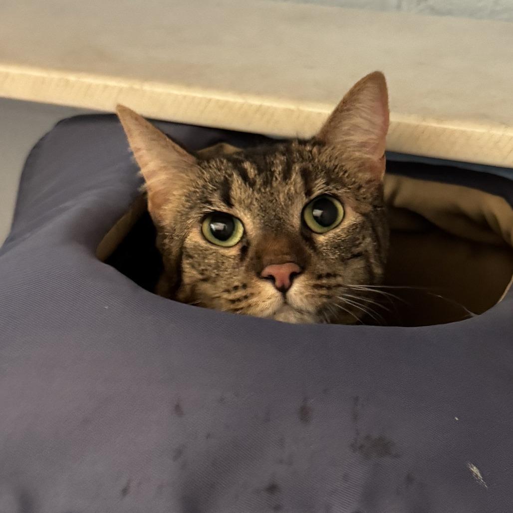 Enlarge Mia, a Adoptable Domestic Short Hair in Lakewood, CO image 1/2