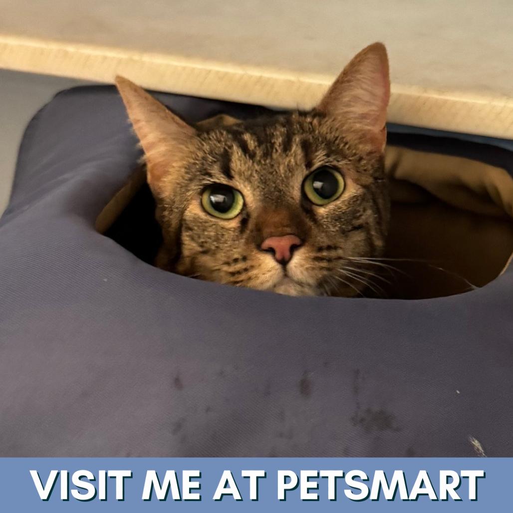 Enlarge Mia, a Adoptable Domestic Short Hair in Lakewood, CO image 2/2