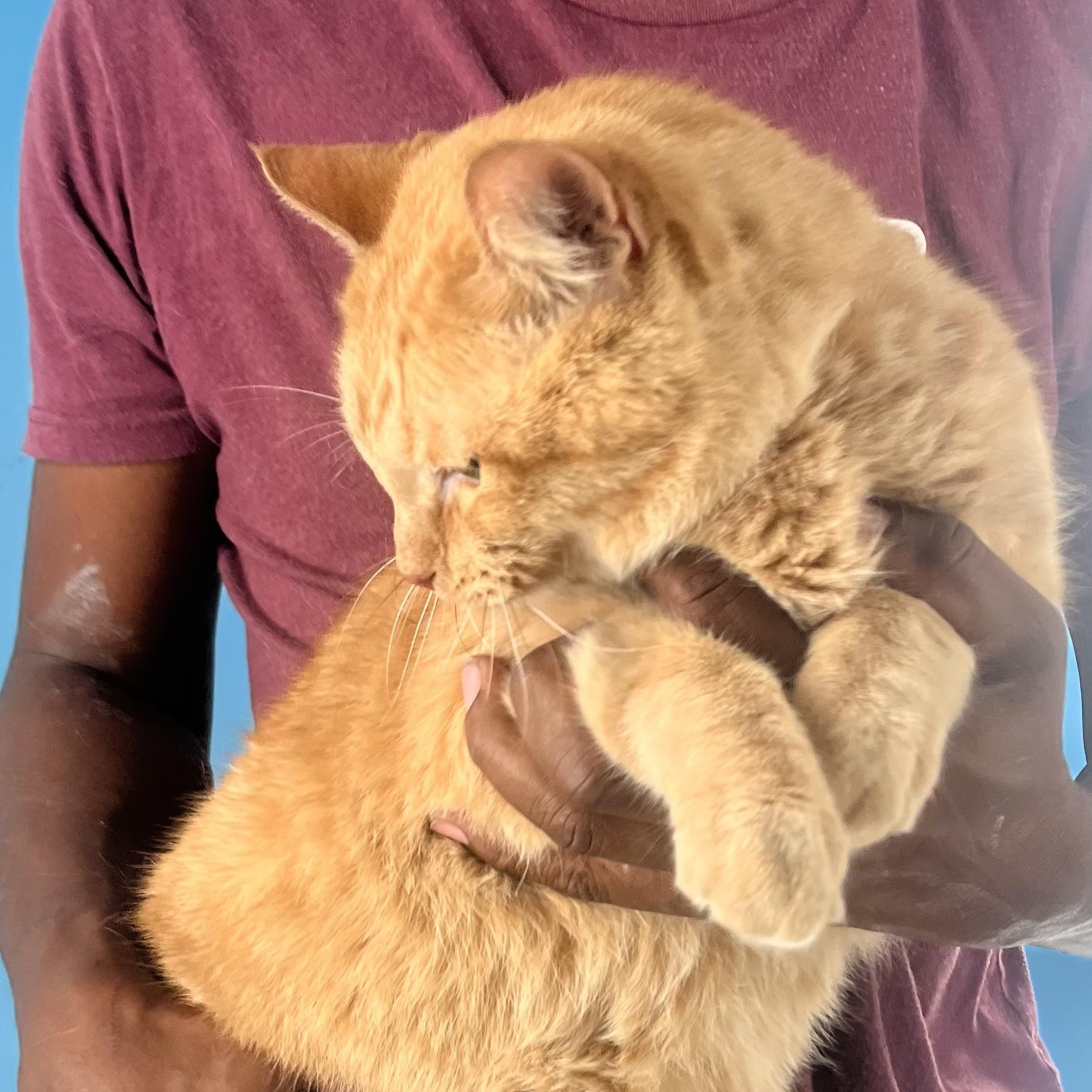 Jelly Roll  Local thumbnail 4